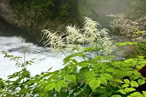 Spiraea: Buck's Beard or Goat's Beard Spiraea