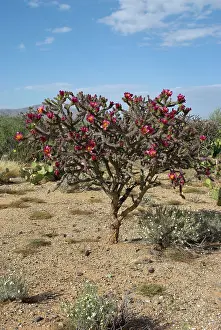 Cholla: Buckthorn Cholla