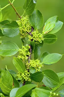Buckthorn: Buckthorn or Purging Buckthorn - in flower