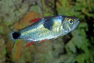 Tetra: Bucktooth Tetra