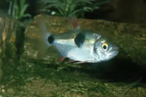 Tetra: Bucktooth Tetra Fish