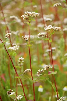 Buckwheat: Buckwheat - crop in cultivation