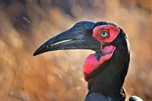 Tockus: Bucorvus leadbeateri Tockus leadbeateri Bucorvus