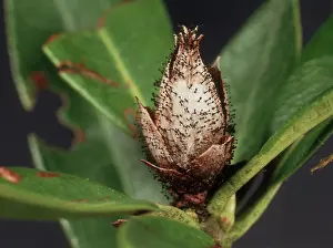 Blast: Bud Blast on Rhododendron Bud
