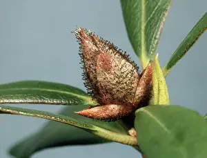 Blast: Bud blast on Rhododendron Bud