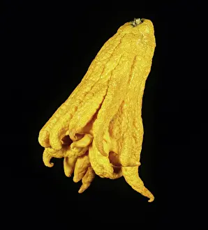 Citron: Buddah's Hand Citron