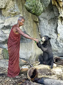 Malayan: Buddhist monk giving water to tethered pet Malayan Sun Bear