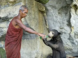 Malayan: Buddhist monk giving water to tethered pet Malayan Sun Bear