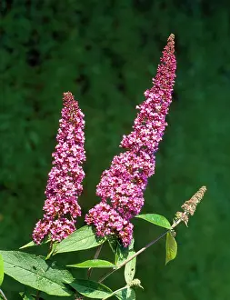 Buddleia: Buddleia