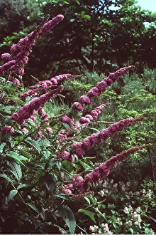 Buddleia: BUDDLEIA