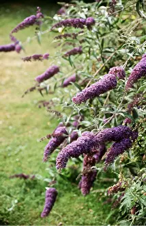 Buddleia: BUDDLEIA