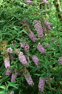 Buddleia: BUDDLEIA - IN FLOWER