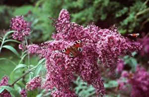 Buddleia: Buddleia and Peacock Butterfly