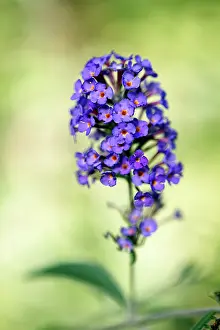 Buddleia: Buddleja