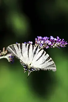 Scarce: Buddleja