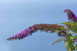 Buddleia: Buddleja