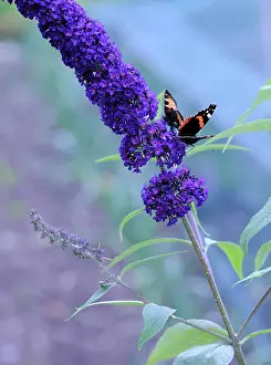 Admiral: Buddleja