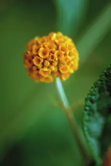 Buddleia: Buddleja