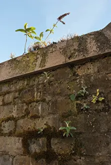 Ordinary: Buddleja, Buddleja davidii, growing onm urban brick