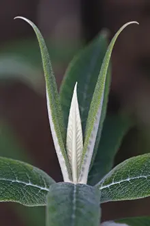 Buddleia: Buddleja, Buddleja globosa, Green subject