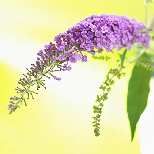 Spire: Buddleja, Buddleja, Purple subject, Yellow background