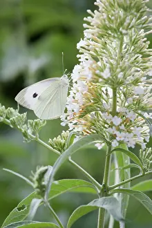 Recycling: Buddleja davidii White profusion flower with cabbage white