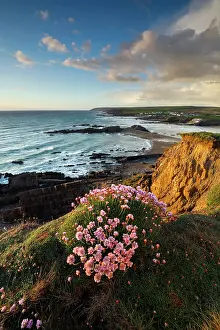 Thrift: Bude - Cliffs and Coast - Cornwall - UK