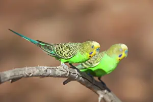 Budgerigar: Budgerigar
