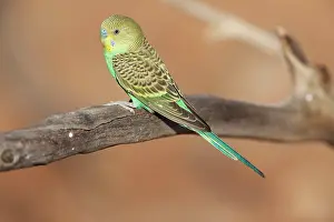 Budgerigar: Budgerigar
