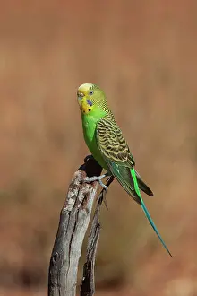 Budgerigar: Budgerigar -