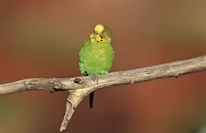 Undulatus: Budgerigar