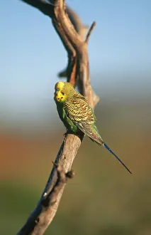 Undulatus: Budgerigar