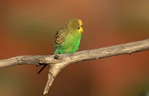 Undulatus: Budgerigar