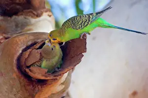 Fledged: Budgerigar - adult feeds its almost fledged young