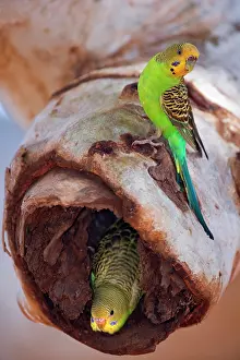 Fledged: Budgerigar - adult sitting on a hollow eucalypt