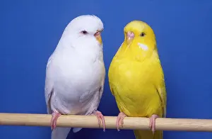 Albino: BUDGERIGAR - albino and lutino variety - cocks / males
