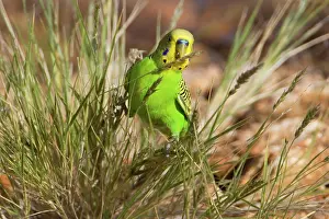 Budgerigar: Budgerigar / Budgie / Common Pet Parakeet / Shell