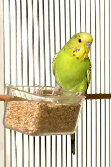 Budgerigars: Budgerigar - in cage with seeds