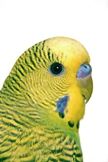 Budgerigars: Budgerigar - close-up of face