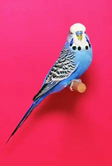Cobalt: BUDGERIGAR - Cobalt Cock, on perch