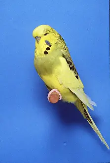 Dominant: BUDGERIGAR - Dominant Pied opaline grey green cock