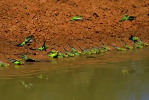 Melopsittacus: Budgerigar - Drinking from pool