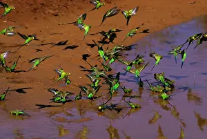 Melopsittacus: Budgerigar - Drinking from pool