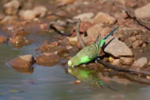 Budgerigar: Budgerigar - Drinking at a pool in Donkey Creek