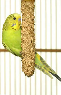 Melopsittacus: Budgerigar - feeding in cage