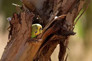 Undulatus: Budgerigar female peering out of nest hole Papunya Abo