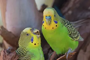 Undulatus: Budgerigar female with regurgitated food just presented