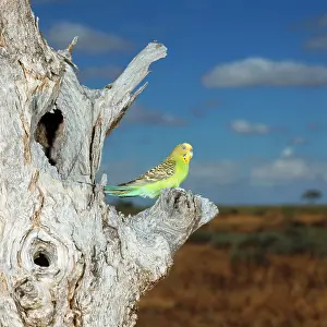 Melopsittacus: BUDGERIGAR - Female, on tree