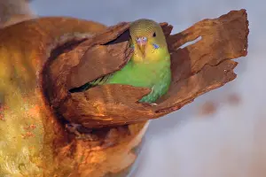 Fledged: Budgerigar - almost fledged juvenile Budgerigar