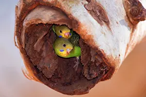 Fledged: Budgerigar - two almost fledged juvenile Budgerigars